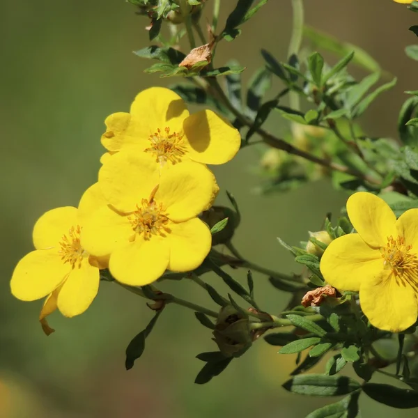 盛世棋牌棋牌游戏